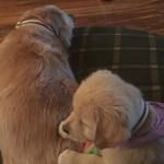 Birdie (left) and Winnie (right)~G~779